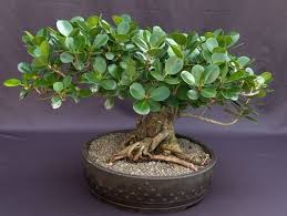 Image result for Grewia microcarpa