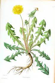 6 Images Of Dandelion Vintage Printable Botanical Flowers Flower Drawing Botanical Prints