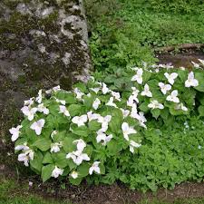 Trillium Grandiflorum White Flower Farm Moon Garden Shade Garden
