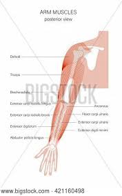 Anatomynote.com found muscles of scapular region and posterior region of arm diagram from plenty of anatomical pictures on the internet. Human Biceps Triceps Vector Photo Free Trial Bigstock