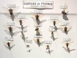 De nombreux auteurs du 20ème siècle se sont inspirés des fables de la fontaine, parmi eux se trouve jean anouilh. La Cigale Cette Inconnue Pairet Org