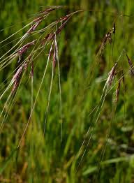 Image result for Digitaria pulchra