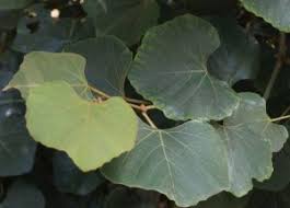 Image result for Rhoicissus tomentosa