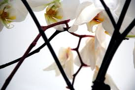 After cutting back the spike, anywhere from 8 to 12 weeks is when you should see a new spike forming on your phalaenopsis orchid. Orchid Care Cutting The Flower Spike The Modern Gardener