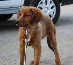 While a golden retriever mix does have its advantages, one should be aware of the possible drawbacks of a mixed golden retriever. Lagrange Ky Golden Retriever Meet Gucci A Pet For Adoption