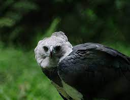 Hawk will prey on smaller birds, rats, squirrels and attacking/catching with surprise. Harpy Eagle Life Expectancy
