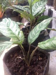 Lebih dari 100 spesies dan ribuan kultivar membentuk kelompok tanaman yang bervariasi. Tanaman Hias Manado Beranda Facebook