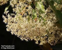 Image result for Nuxia