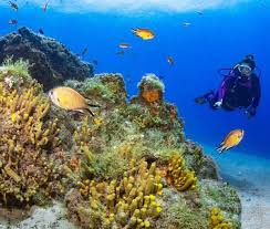 Subscribe to the olympics & hit the bell! Manta Diving Lanzarote Scuba Diving In Lanzarote
