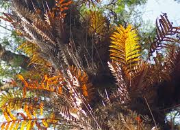 Image result for Drynaria volkensii