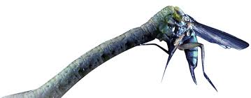It lays white or yellow eggs, singly or in small clusters, which hatch into a. Killer Caterpillar With Sting In Its Tail Creation Com