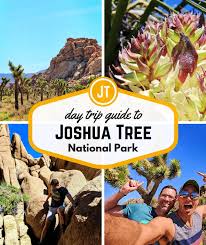 We did not find results for: Unexpected Joshua Tree Super Bloom Hiking At An Unusual National Park