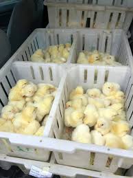 YJK Logistic Distribution INC