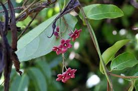 Image result for Vincetoxicum conspicuum