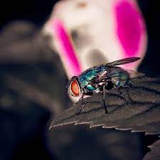Acadiana pest control inc არის მიმწოდებელი პროდუქცია და მომსახურება, როგორიცაა მავნე ორგანიზმების კონტროლის სტრუქტურებში. Pest Control Lafayette Louisiana