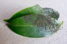 Image result for sooty mould