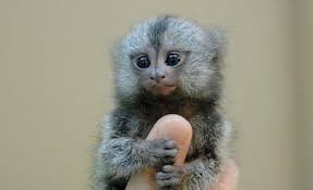 As is the case with human infants, baby finger monkeys begin eating by moving from liquids to solids as their bodies mature. The Pygmy Marmosets