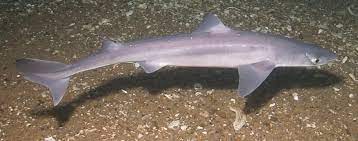 Spiny Dogfish Wikipedia