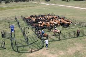 Premier Corral At Priefert Com Cattle Corrals Cattle Ranching Cattle Farming