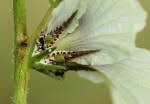 Image result for Hibiscus nigricaulis