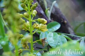 Image result for Bulbostylis sp.no.6