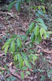 Image result for Embelia libeniana