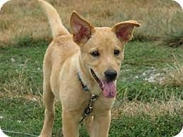 Look at pictures of puppies in indianapolis who need a home. Indianapolis In Golden Retriever Meet Felix A Pet For Adoption
