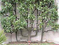 The basic shapes are to be found below but many other shapes can be created by the enthusiast with a little time and patience. Espalier Wikipedia