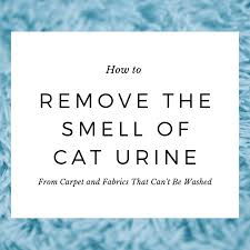 How do you clean a cat urine accident? How To Get Rid Of Cat Urine Smell Pethelpful