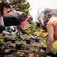 Halton Hills Pollinator Right-of-Way Planting event image