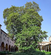 They have been around for millions and millions of years. Magnolia Grandiflora Monaco Nature Encyclopedia