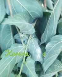 Image result for Dracaena laxissima