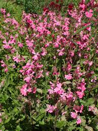 Image result for Silene