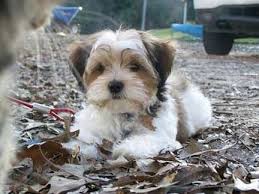 Shih Tzu Yorkie Mix Black And Brown Shih Tzu Dog Yorkie Mix Dogs And Puppies Cute Animals