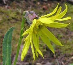 Image result for Senecio sp.no.2