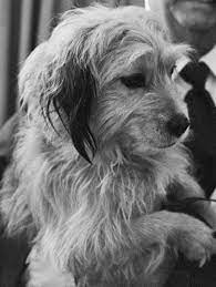 Benji Wikipedia