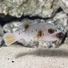 If, however, the puffer fish is very small, they will likely starve because theyre too small to compete with better and faster swimmers in the tank. a puffer fish, if kept in an ideal environment, can live up to ten years. Arothron Dog Face Puffer Saltwater Aquarium Fish For Marine Aquariums