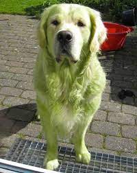 16 Hulk Dogs Who Regret Rolling Around In Mowed Grass Barkpost
