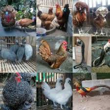 Check spelling or type a new query. Jual Ayam Hias Lokal Dan Impor Anakan Hingga Indukan Ayamkalkun Com