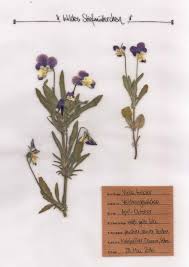 Aktuelle pflanzenliste zum bestellen finden sie hier Digitales Herbarium Herbal Hunter Krauterblog Pflanzenportraits