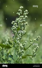 Image result for Chenopodium opulifolium
