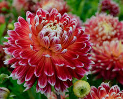International students should expect to add regional fees based on where they live. The Best Dahlias For Cut Flowers Farmer Gracy S Blog