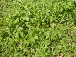 Image result for Triumfetta annua