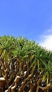 Image result for Pandanus candelabrum