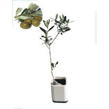 Daftar rangkaian nama ini dikumpulkan khusus bagi para calon ayah dan ibu yang tengah berbahagia dalam wardah dzulqa'dah mahbubah = wanita laksana bunga mawar dan disayangi banyak orang zaitun izzaty salamy = wanita yang menjadi kemuliaan dan keselamatanku lagi diberkahi. Tanaman Zaitun Tinggi 30 50 Cm Shopee Indonesia