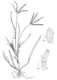 Image result for Eleusine