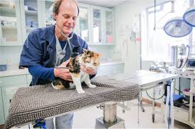 Meet the team at mission animal hospital. Employment Opportunities Veterinarian In League City Tx Marina Bay Animal Hospital