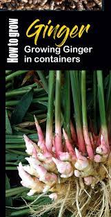 How To Grow Ginger In A Pot Growing Ginger Root Harvest Ginger Root Growing Ginger Planting Ginger Root Growing Ginger Indoors