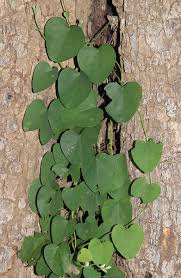 Image result for Cissampelos mucronata