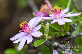 Image result for Grewia